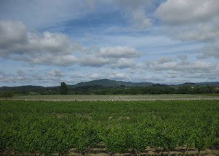 Puffy clouds above rows of grape vines, with a mountain in the distance, Sonoma County, California