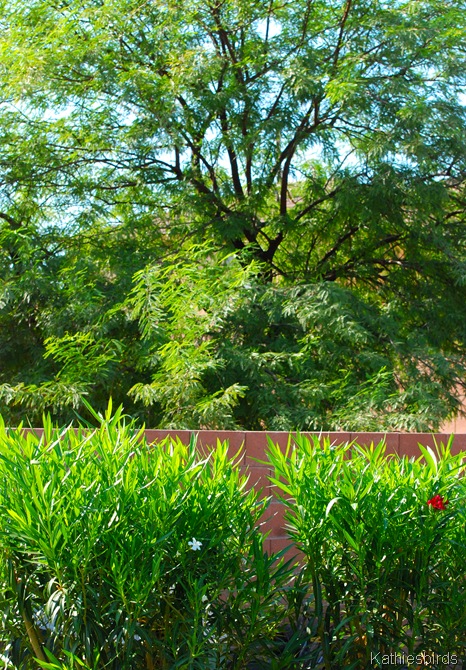 7a. mesquite tree-kab