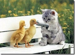 rampyari-cat_ducks