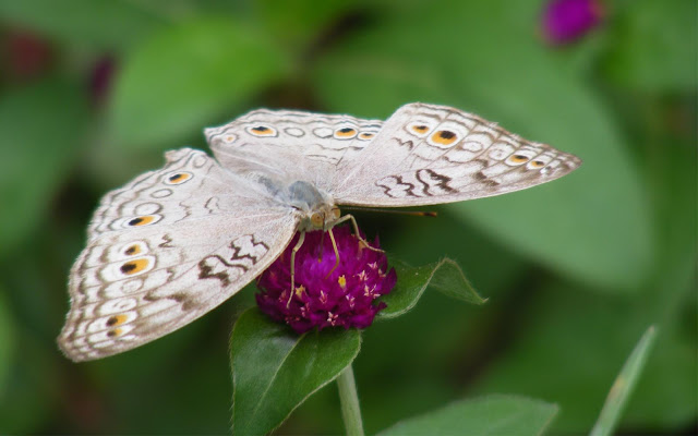 Beautiful-Butterfly