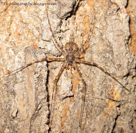 Two-tailed Spider Picture