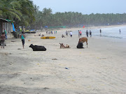 Beach Cows!