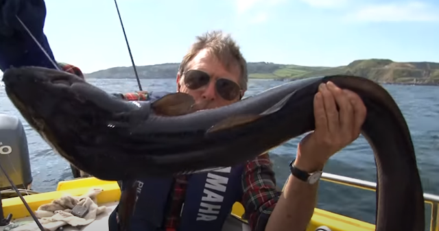 Picture of Big Eel