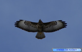 Buse variable - Buteo buteo