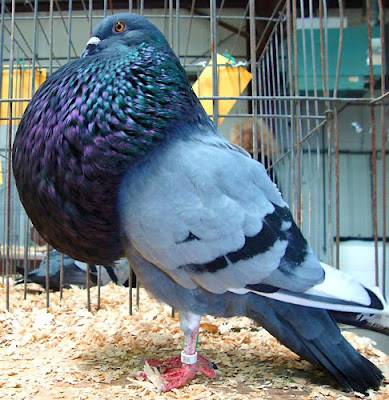 Gaditano Pouter Pigeon