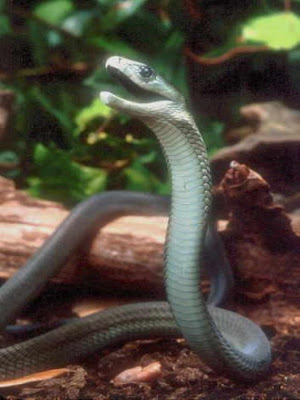 Black Mamba Snake