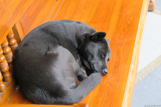 Sleeping dog at Wat Phra That Doi Sutep