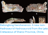 https://sciencythoughts.blogspot.com/2016/04/datonglong-tianzhenensis-new-non.html