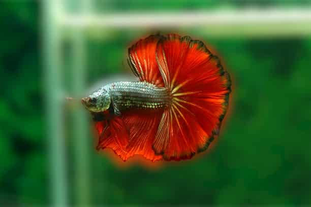 How take care of betta fish
