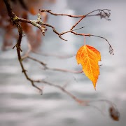 The Last Leaf Summary - A short story by O. Henry