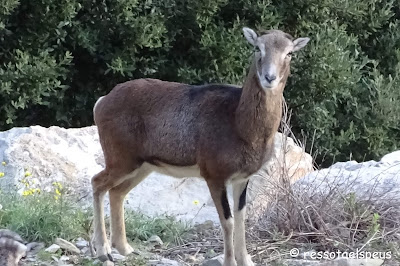 Ruta circular al Martanyà passant per sant Aniol d'Aguja i Talaixà