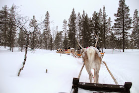 Reindeer Sleigh Finland