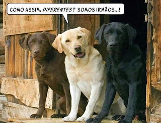 Três cães labradores sentados na soleira de uma porta de madeira rústica, um ao lado do outro. Da esquerda para a direita: chocolate, bege e preto. Os três olham á direita na direção da câmera, o labrador bege está com a boca levemente aberta e acima da cabeça dele há um balão onde lê-se:  Como assim diferentes? Somos irmãos...!