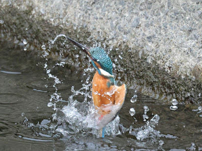 カワセミの水面飛出し2-1/3 黒目川 Canon EOS R7にて撮影