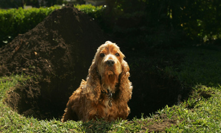 Oito dicas para o cachorro parar de cavar o jardim