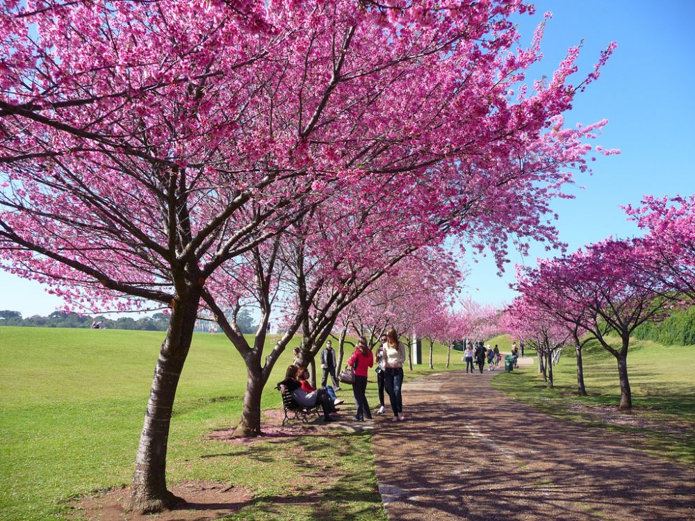  Bunga  Sakura  Mekar di  Sumba Bikin Traveler Penasaran 