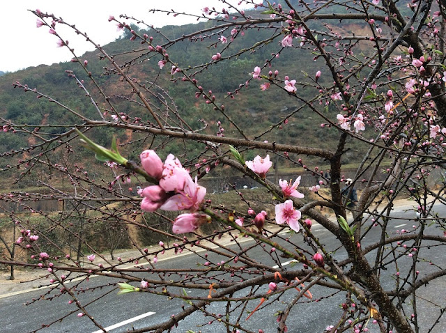 Peach blossoms bloom early in Hanoi flower village 4