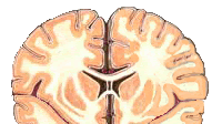 Pituitary hormones