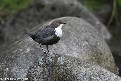 Merla d'aigua (Cinclus cinclus)