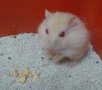 JENIS-JENIS HAMSTER » Beserta Gambar Dan Harga