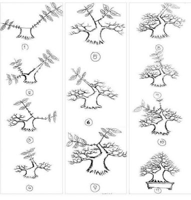 Rumus Dasar Membuat Bonsai