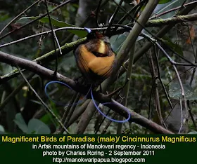 Magnificent Bird of Paradise  Photo: Charles Roring