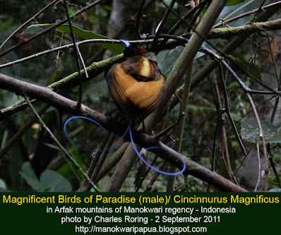 Magnificent Bird of Paradise (Cicinnurus magnificus)