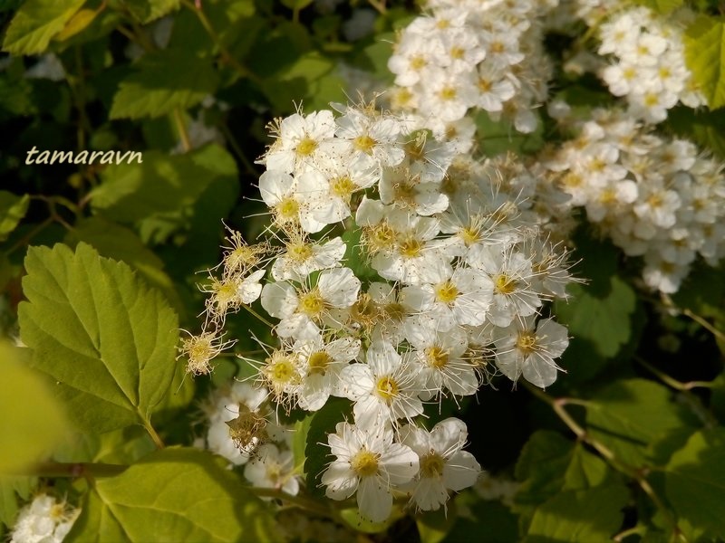 Смотрите также тему:  Спирея уссурийская / Таволга уссурийская (Spiraea ussuriensis)