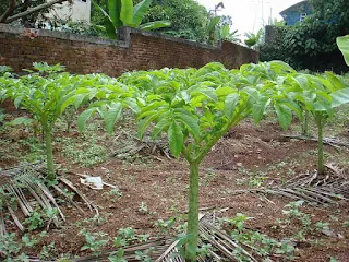 Suweg, Berbunga Cantik Dan Umbinya Bermanfaat Untuk Kesehatan