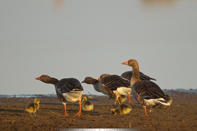 Grauwe Gans kuikens - Greylag Goose chicks - Anser anser