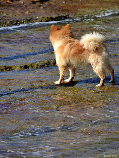 ocean puppy