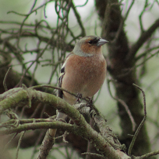 Fringilla coelebs