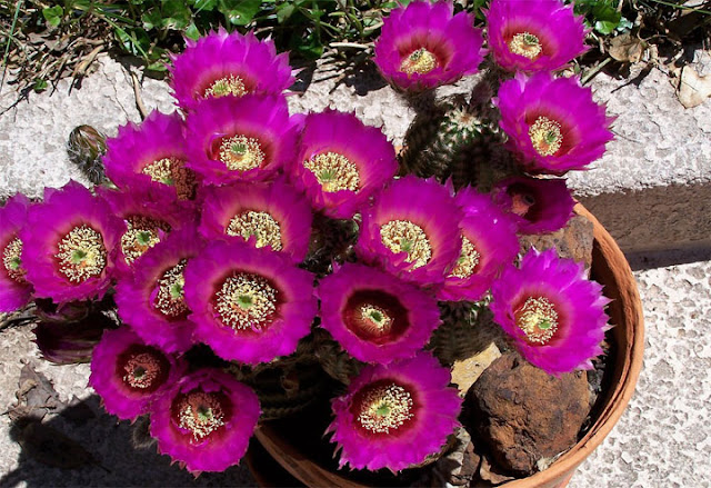 Beautiful Cactus Flowers - Trawel India Mails