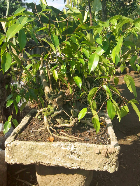 Cara Membuat Bonsai Pohon Beringin Agroloka com