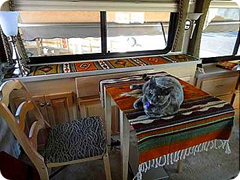 bella-on-new-table