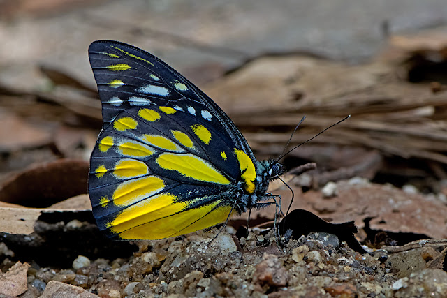 Prioneris thestylis the Spotted Sawtooth butterfly