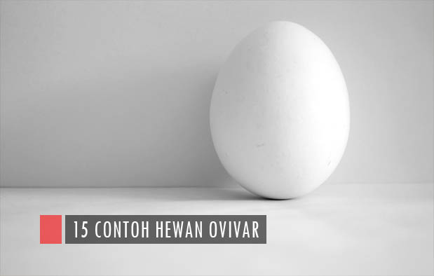 15 Contoh  Hewan  Ovipar dan Siklus Reproduksinya Cah 