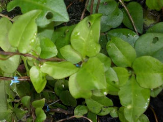 Manfaat Daun Binahong Khasiatnya Herbal Penyehat Indonesia Manfaat Daun Binahong Khasiatnya Herbal Penyehat Indonesia