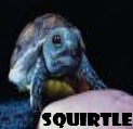 [squirtle.png]