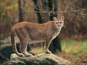 BOSTON (Reuters) – A mountain lion was killed just 70 miles from New York .
