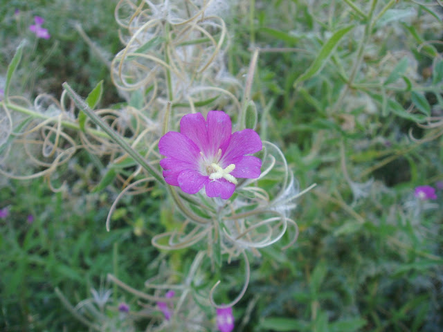 Flor de LA HIERBA DE SAN ANTONIO: Epilobium hirsutum