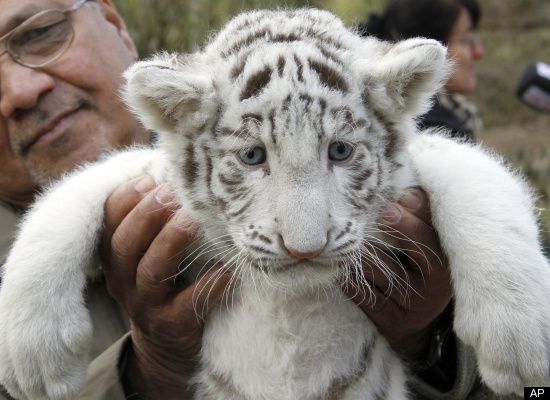 White Tiger