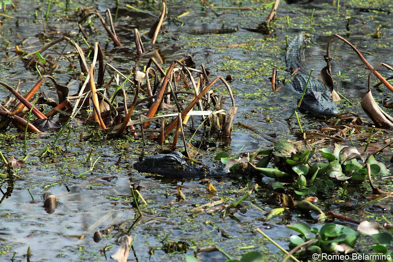Alligator Swamp Tour Things to Do in New Orleans