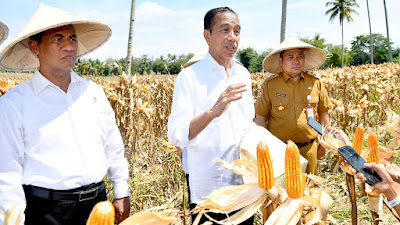 Presiden Jokowi Akui, Impor Jagung Nasional Menurun