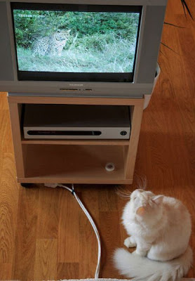 Pets watching TV Seen On www.coolpicturegallery.us