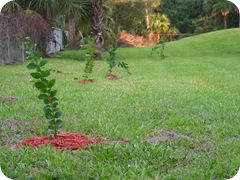 crape myrtle 5-28 