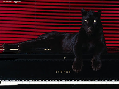 pantera-leopardo-jaguar-animales-felinos-piano-fondos-wallpaper