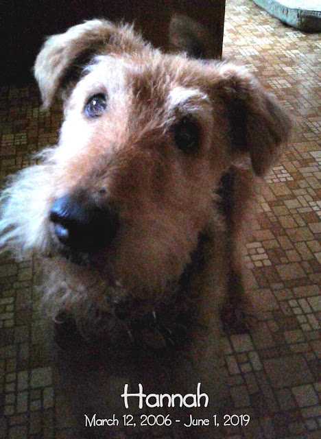 Airedale Hannah