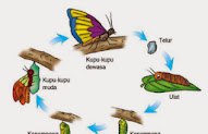 Terbaru 38+ Gambar Aktivitas Makhluk Hidup Dan