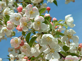 Cherry Blossom at the Keukenhof Gardens